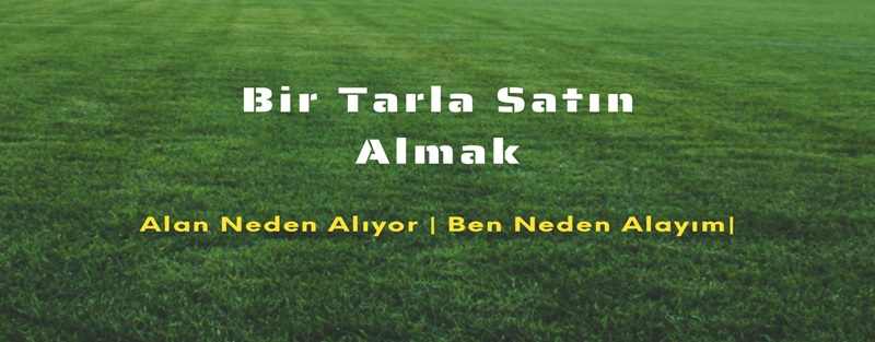 yeşil tarla resmi